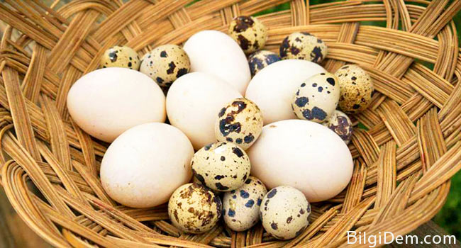 Hangisi Sağlıklı: Bıldırcın Yumurtası mı? Tavuk yumurtası mı?