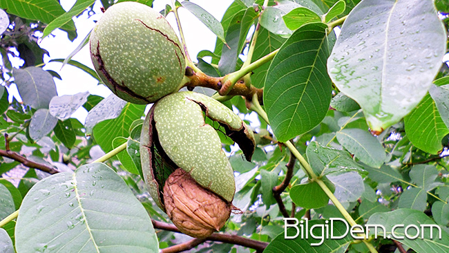 Juglans Regia - Cevizin Faydaları Nelerdir?