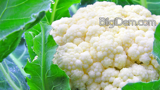 Cauliflower - Karnabahar Faydaları ve Besin Değerleri Nedir