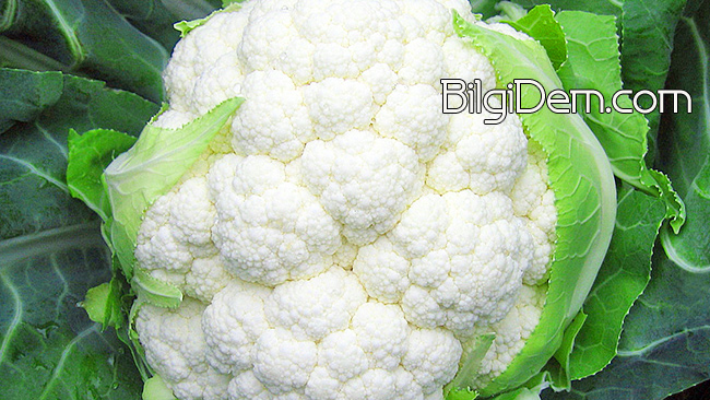 Cauliflower - Karnabahar Faydaları ve Besin Değerleri Nedir
